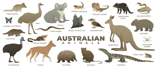 Kangaroo, Koala, Quokka, Platypus, Tasmanian Devil, Thorny Dragon, Huntsman Spider, Cane Toad, Dingo, Wombat, Echidna, Emu, Sugar Glider, Goanna, Inland Taipan, Tiger Quoll, Frilled Lizard, Cassowary, Kookaburra, Ulysses Butterfly, Black Flying Fox (Bat), Tiger Snake. Vector illustration set of wildlife. Wild animal collection isolated on white background.