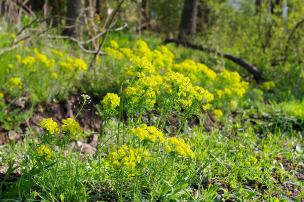 Euphorbia cyparissias, the cypress spurge is blooming in yellow colours Euphorbia cyparissias, the cypress spurge is blooming in yellow colours cypress spurge stock pictures, royalty-free photos & images