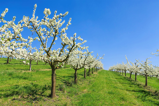 many blooming cherry trees on a hill in spring