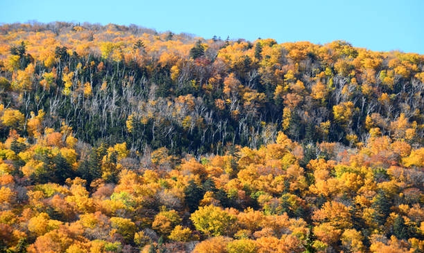 istock autumn mountain forest with colorful trees 2031006097