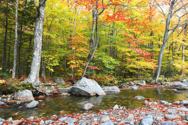 istock landscape of autumn forest and stream 2031007661