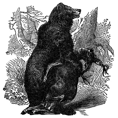 A Grizzly Bear (ursus arctos horribilis) holding a recent kill of a White-tailed Deer (). Vintage etching circa 19th century.