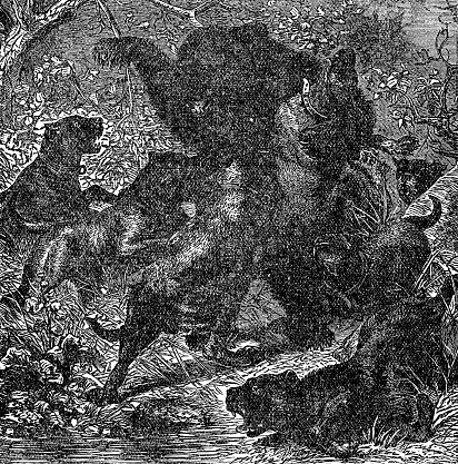 Hunting a Grizzly Bear (ursus arctos horribilis) with a pack of hunting dogs. Vintage etching circa 19th century.