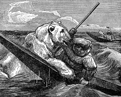 A Polar Bear (ursus maritimus) attacking an Inuit man in a kayak. Vintage etching circa 19th century.