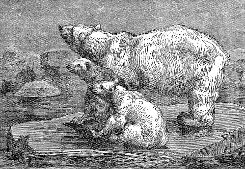 A mother Polar Bear (ursus maritimus) and her cubs in the Arctic. Vintage etching circa 19th century.