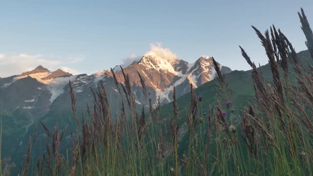 Beautiful mountain landscape with wild flowers close-up against the background of blurry snowy mountains, a calm summer evening and a light breeze at sunset