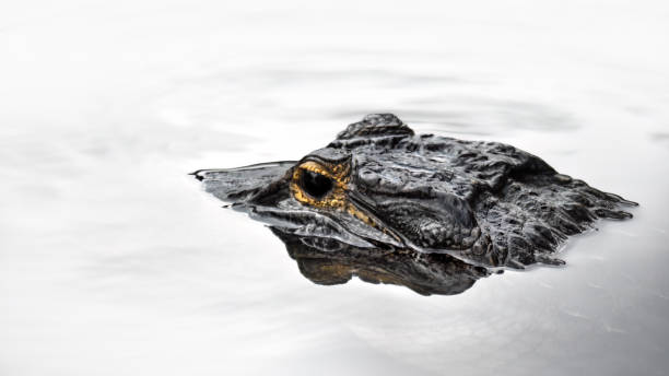 istock A Close-Up Of An Alligator (Alligatoridae) 2031017067