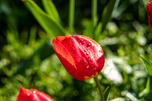 Red tulips after a spring shower in British Columbia, Canada.