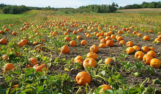 Large group of pumpkins.