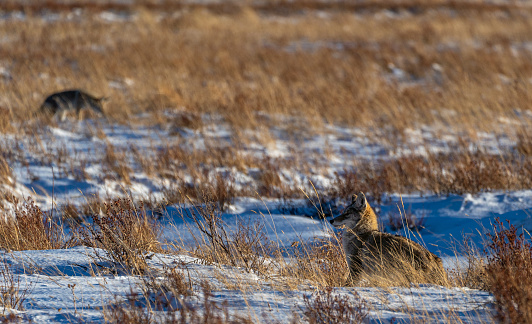 Wild coyotes hunting in the extreme winter terrain of Rocky Mountain National Park near Estes Park, Colorado USA.