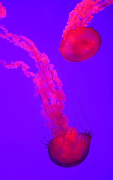 Close up on jellyfish under red light