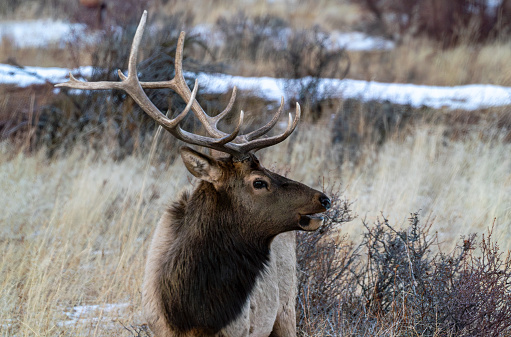 Shiras bull moose near Jackson Hole, Wyoming USA