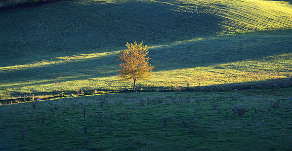 single autumn tree under sunlight in dusk light