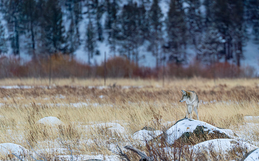 This is an Arctic Wolf standing and looking at the camera on a fall day.