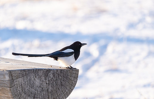 Black-billed magpie in the extreme winter terrain of Rocky Mountain National Park near Estes Park, Colorado USA.