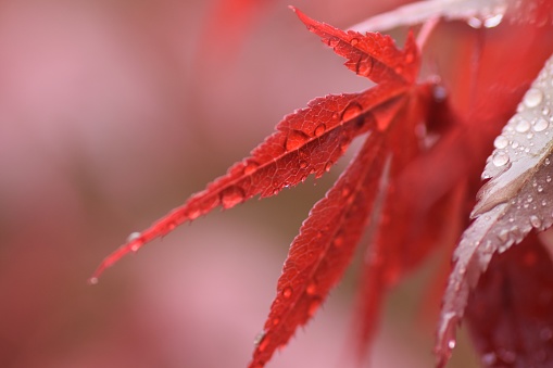 Close up of the red leaves of a Japanese acer tree with water droplets after the rain