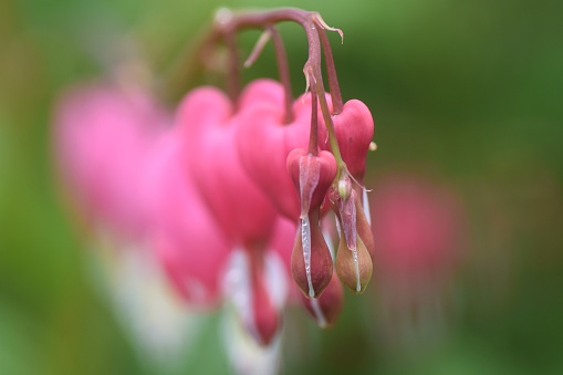 Selective focus close up of pink bleeding heart flowers in a garden against a blurred green background