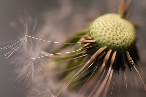 Macro close up of a dandelion seed head with some seeds missing showing detail of the head and the individual seeds that remain