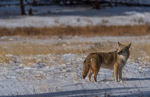 A coyote takes a classic stance and howls in the snow in the misty early morning in Yellowstone National Park.