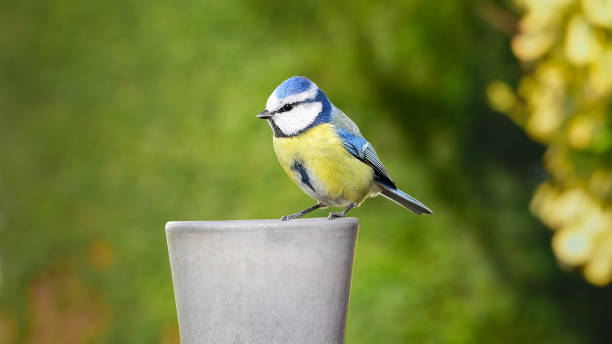 Free Stock Photo of Close Up of Bird With Blurry Background | Download ...