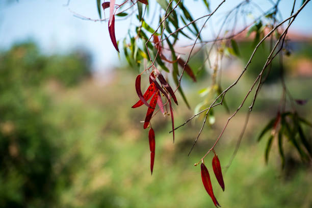 autumn blaze: hojas rojas en la rama - arrepollado de las hojas fotografías e imágenes de stock