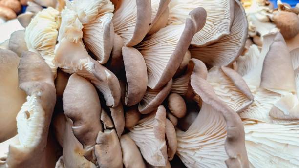 istock Mushrooms, fungal, mantar 2031088335
