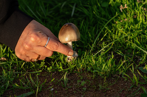 Mushrooms freshly plucked from the ground. Mushrooms in human hands.