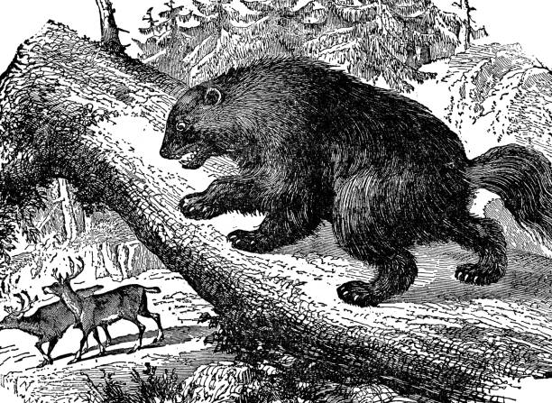A North American Wolverine (gulo gulo luscus) hunting Caribou/Reindeer. Vintage etching circa 19th century.