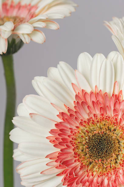 istock Yellow - pink gerberas on a light gray background 2031123651