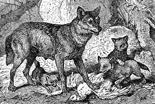 A family of Grey Wolves (canis lupus). Vintage etching circa 19th century.