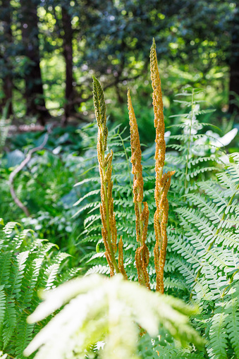 Green Cinnamon Fern (Polypodiopsida or Polypodiophyta) sporangia covered by fronds in green forest.