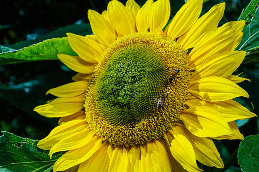 Bright yellow blossoming sunflower against the blue sky. Copy space to the left. Seed product label.