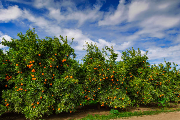 istock Orchard of Navel Orange Trees 2031138451