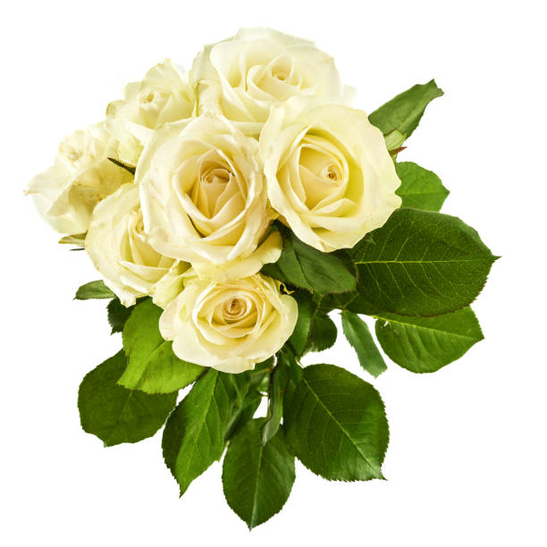 istock White rose flowers isolated on white background 2031149946