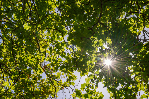 Sunlight thru trees at park