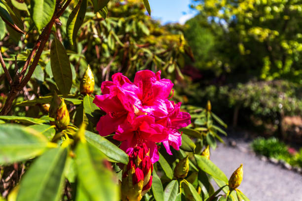 Rhododendron Ponticum, A Magnificent Display in Full Bloom