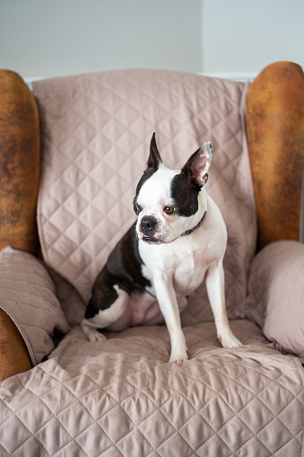 Boston Terrier dog sitting on a suede arm chair which is protected with a cover. She is sitting up with her ears pricked up looking at something away from the camera.