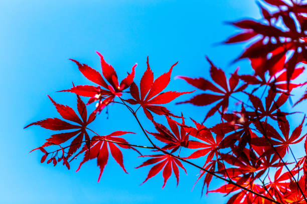 Red Maple Leaves Against a Vivid Blue Sky