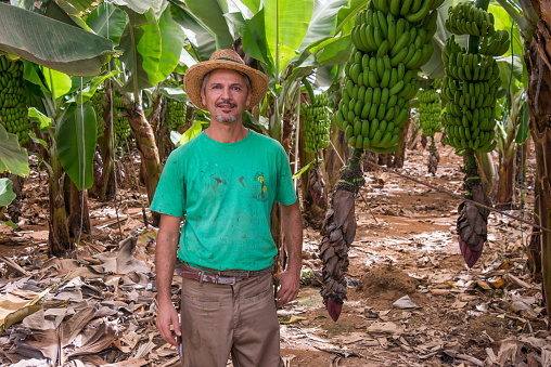 Tenerife, Canary islands - October 09, 2018: Canarian farmer in a banana plantation in the south of the island