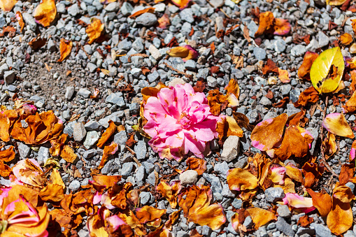 A Beautiful Pink Flower Gracefully Rests Amongst Dry Flowers