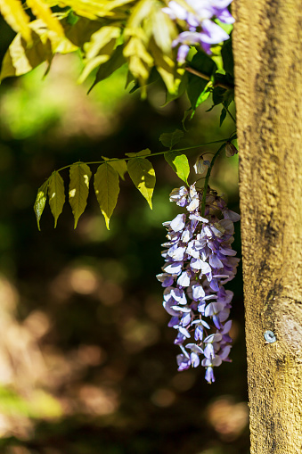 Wisteria Slowly Unfolding Its Graceful Blooms