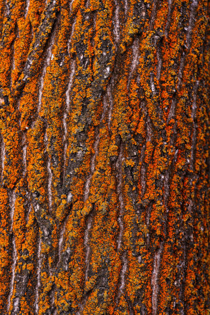 Tree Bark with Orange Lichen Detail - Nature textured background macro detail of colorful fungus growing on outer tree bark.