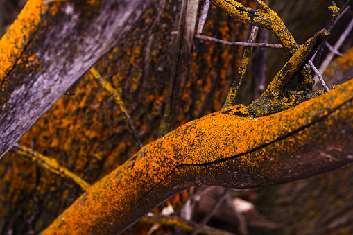 Tree Bark with Orange Lichen Detail - Nature textured background macro detail of colorful fungus growing on outer tree bark.