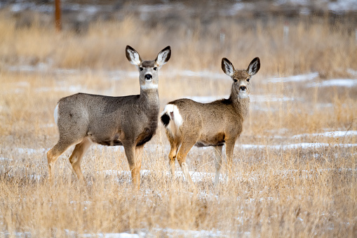 Deer on Montana prairie in winter in western USA of North America