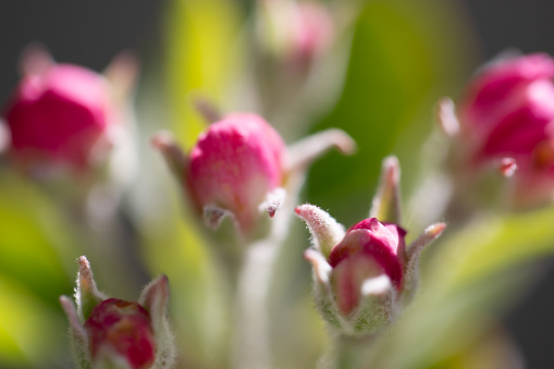 Spring flowers series, Macro of Azalea bud.