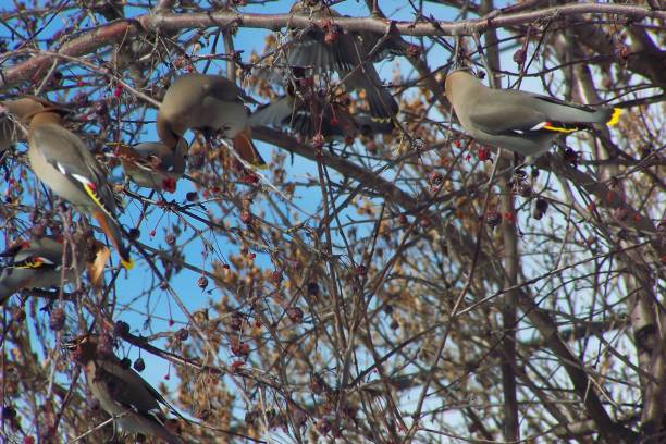 istock Bohemian Waxwing birds in Ornamental berries 2031225519