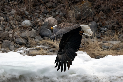 Bald Eagle flying low over the Yellowstone River in Montana in western USA of North America. Nearest cities are Gardiner, Livingston, Bozeman and Billings, Montana, Salt Lake City, Utah, and Denver, Colorado.