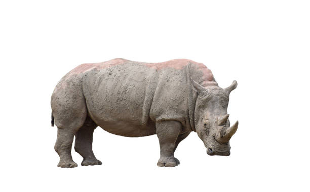 istock Dirty muddy White Rhinoceros isolated cutout 2031226034