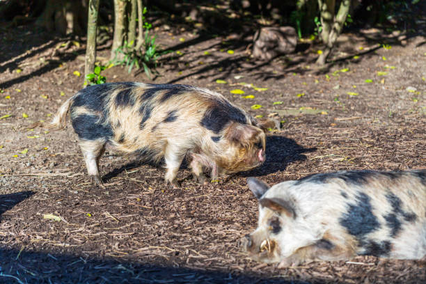 istock Kunekune Pigs Blissfully Wandering Through the Mud 2031229146