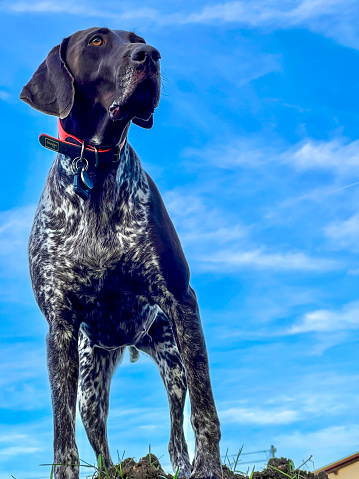 A female pointer dog standing on a hill, looking at the surroundings.